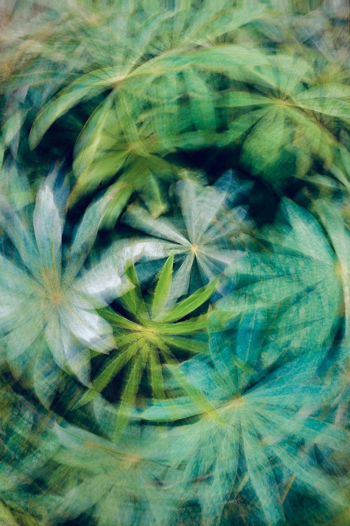 Image of leaves with radial blur